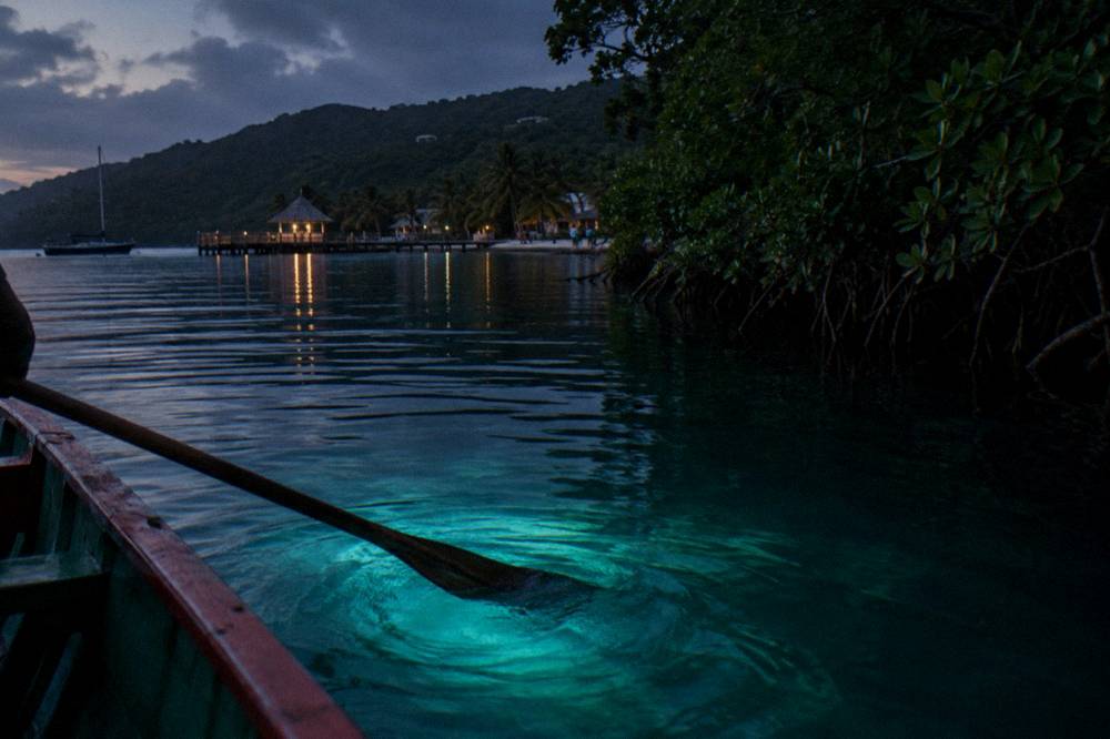Glowing bioluminescent water along a dark lagoon shoreline at night